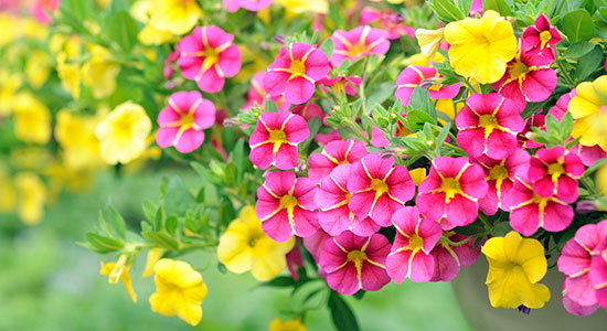 Gärtnerei blumen stockmaier